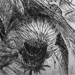 Cynara Cardunculus 3